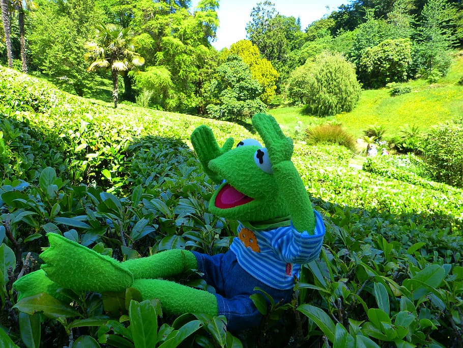 maze, kermit, frog, way out, glendurgan, garden, cornwall, south gland HD wallpaper