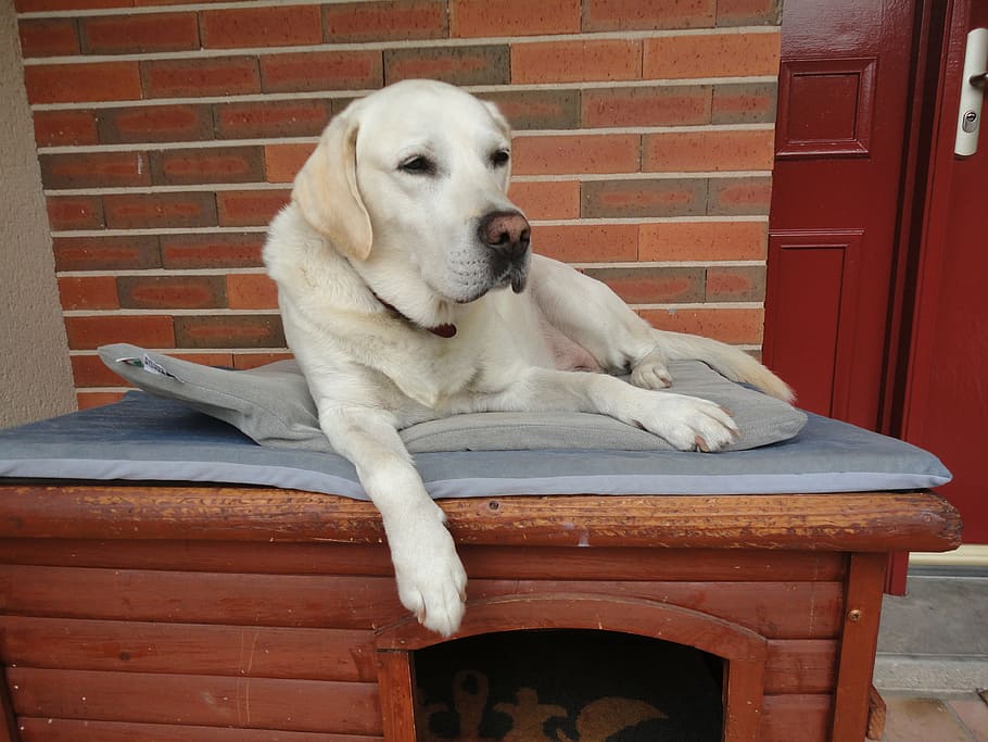 dog, labrador, beige, canine, pets, one animal, domestic, mammal HD wallpaper