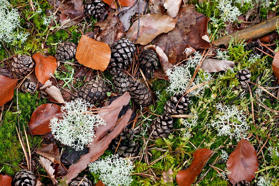 pine cones, fall foliage, moss, forest, mushroom, growth, plant HD wallpaper