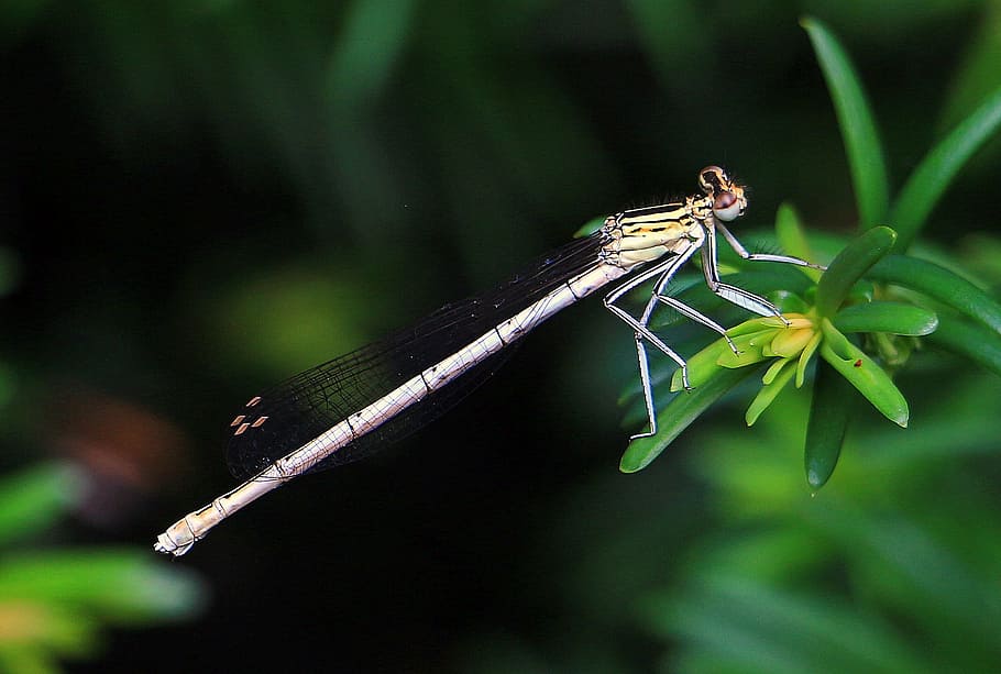 dragonfly, close, insect, eye, creature, abdomen, rod dragonfly HD wallpaper