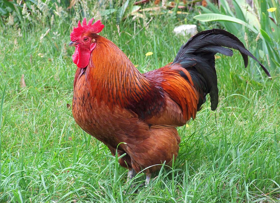 red and black rooster on grass field, rhode island red, chicken