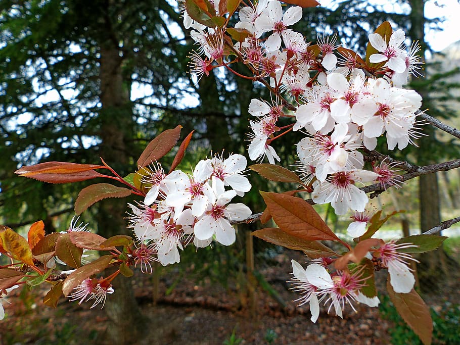 flowers, nature, spring, white, contrast, light and shade, flowering HD wallpaper