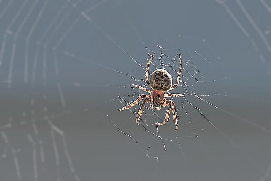 spider, back light, close, network, insect, spider web, invertebrate HD wallpaper