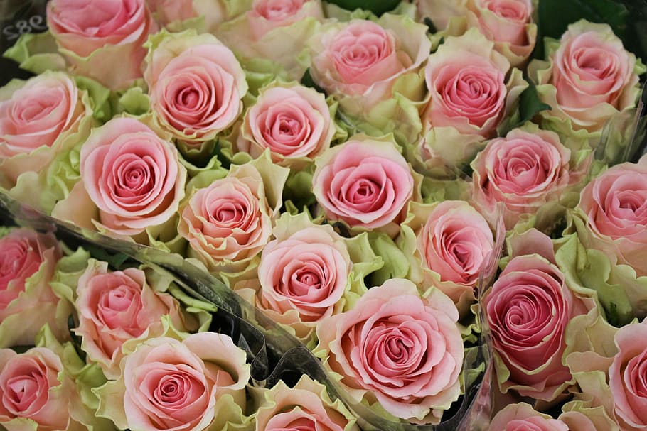 Rose, Pink, Spring, Flower, Plant, bouquet, bride, wedding HD wallpaper