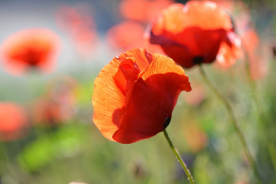 selective focus photo of orange petaled flowers, poppy, red HD wallpaper
