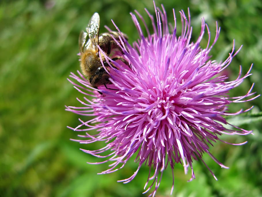 flower, blossom, bee, insect, nature, floral, summer, garden HD wallpaper
