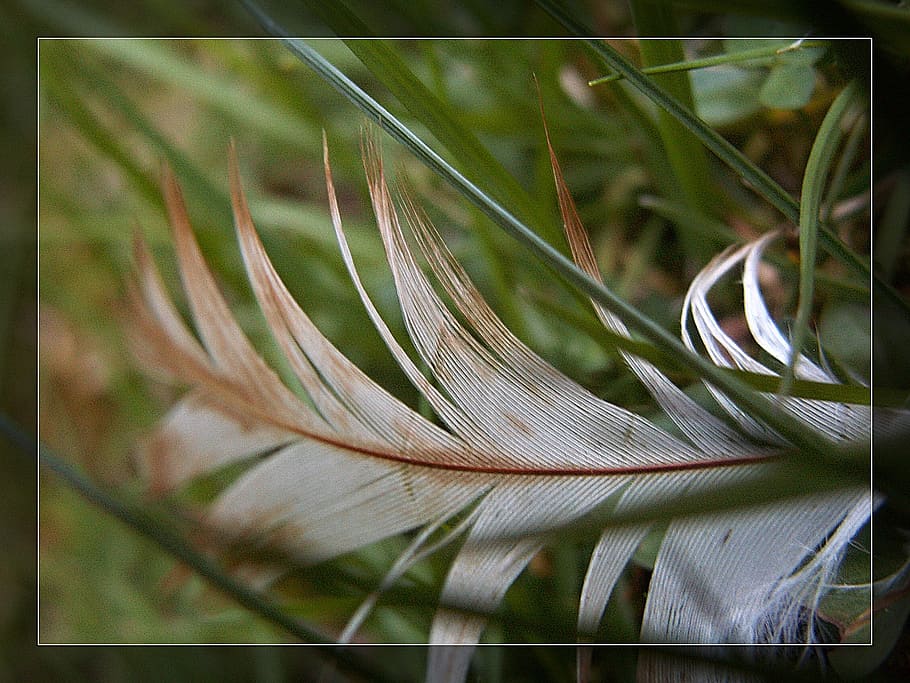 macro, feather, grass, straws, white, green, blades of grass HD wallpaper