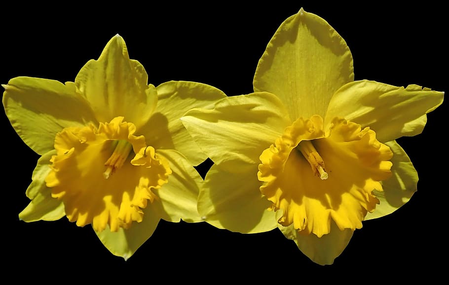 daffodils, flowers, spring, bulbs, nature, flowering plant HD wallpaper