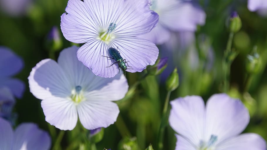 fleur-de-lin, spring, flowering plant, freshness, fragility HD wallpaper