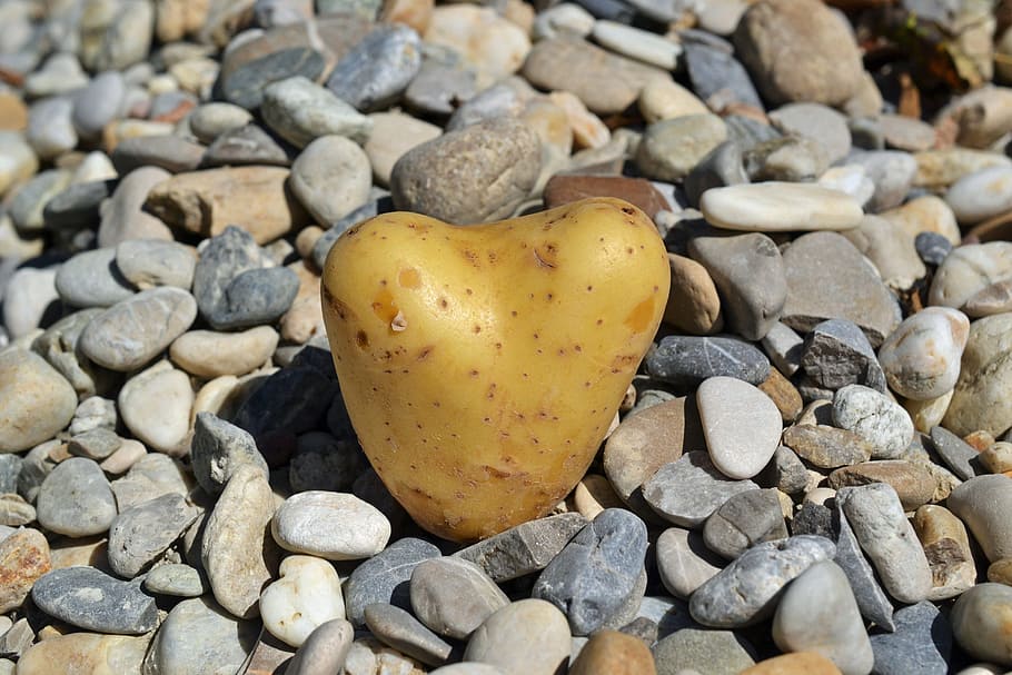 heart, potato, love, i like you, i like having you, valentine's day, HD wallpaper