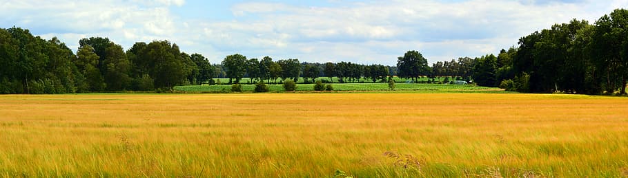 photography of wheat field, landscape, panorama, cereals, nature HD wallpaper