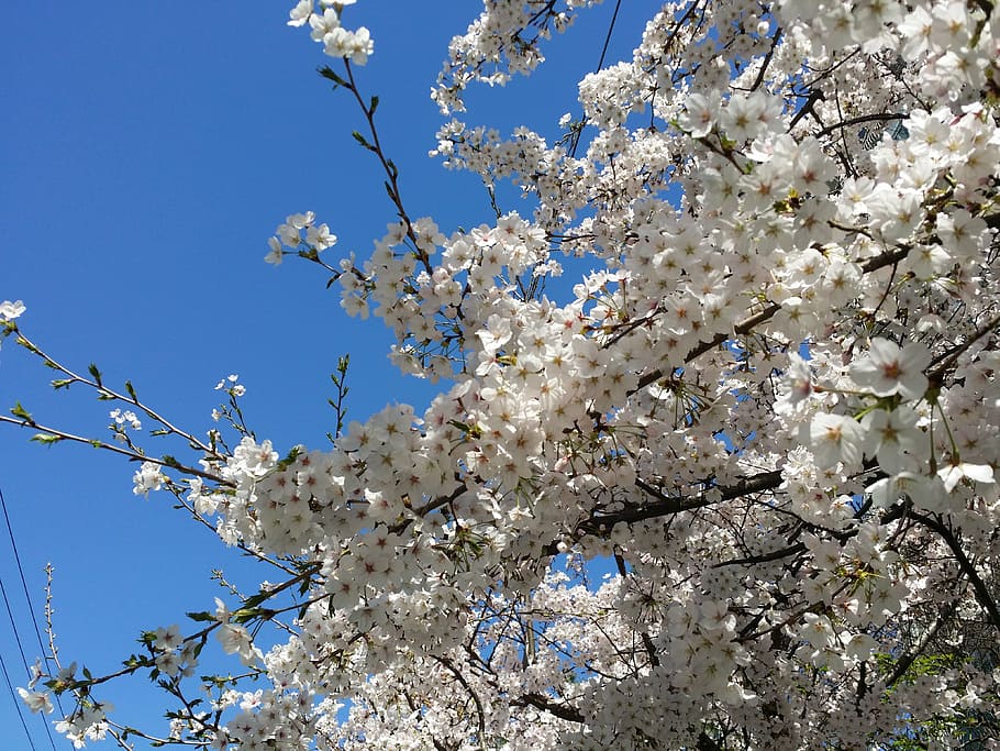 cherry blossom, cherry tree, spring, spring flowers, sakura HD wallpaper