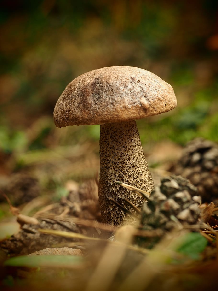 mushroom, forest, nature, tree, autumn, landscape, vegetation HD wallpaper