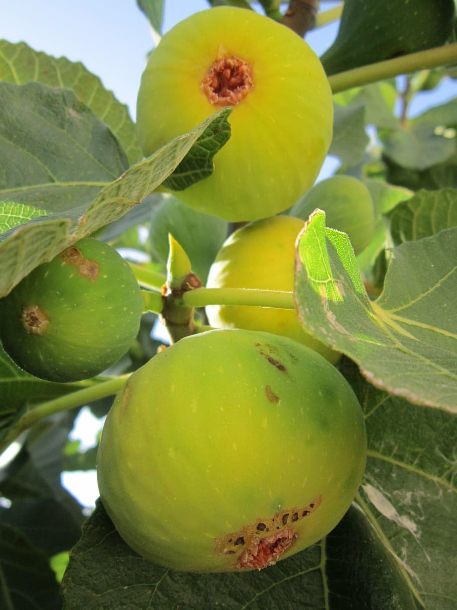 fig, fig tree, real coward, fruits, green, eat, fig fruit, fig leaves