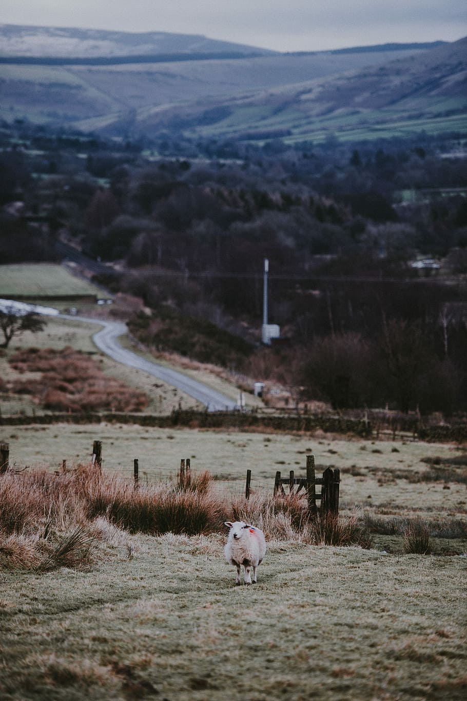 Sheep life, white sheep standing green grass, mountain, hill HD wallpaper