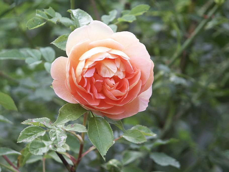 flower, rose, leaf, plant, flowering plant, beauty in nature HD wallpaper
