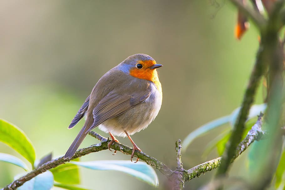 brown and orange bird on tree stem, robin, erithacus rubecula HD wallpaper
