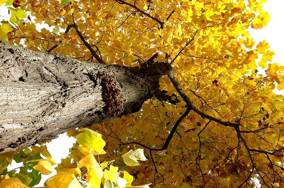 Nature, Tree, Crown, Light, deciduous tree, one animal, animal themes HD wallpaper