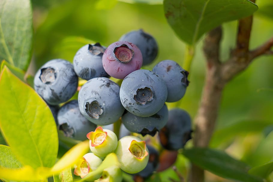 black berries, blueberry, fruit, summer, healthy, fresh, food HD wallpaper