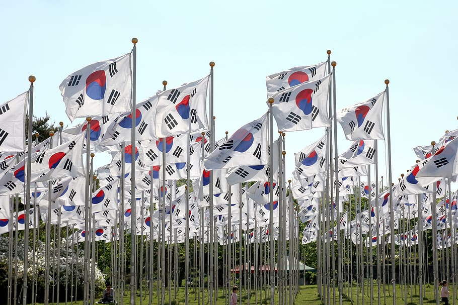 Korean flags in field, patriotic, national, country, symbol HD wallpaper