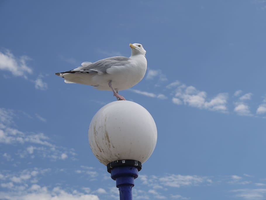 seagull, sky, flight, bird, nature, cloud, feather, wing, air HD wallpaper