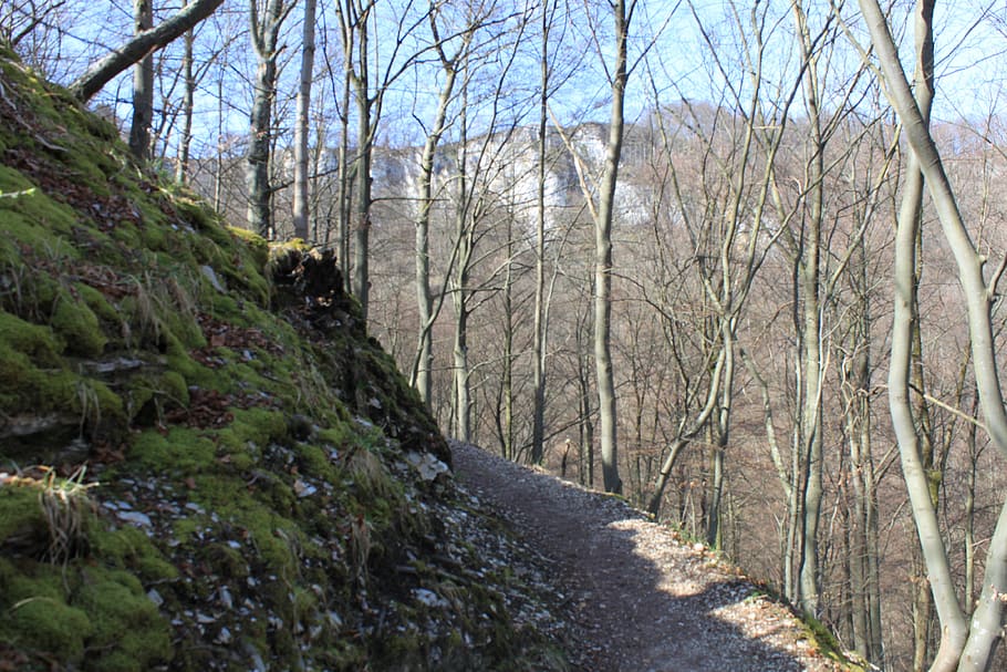 mountain, germany, path, tree, plant, forest, nature, footpath HD wallpaper