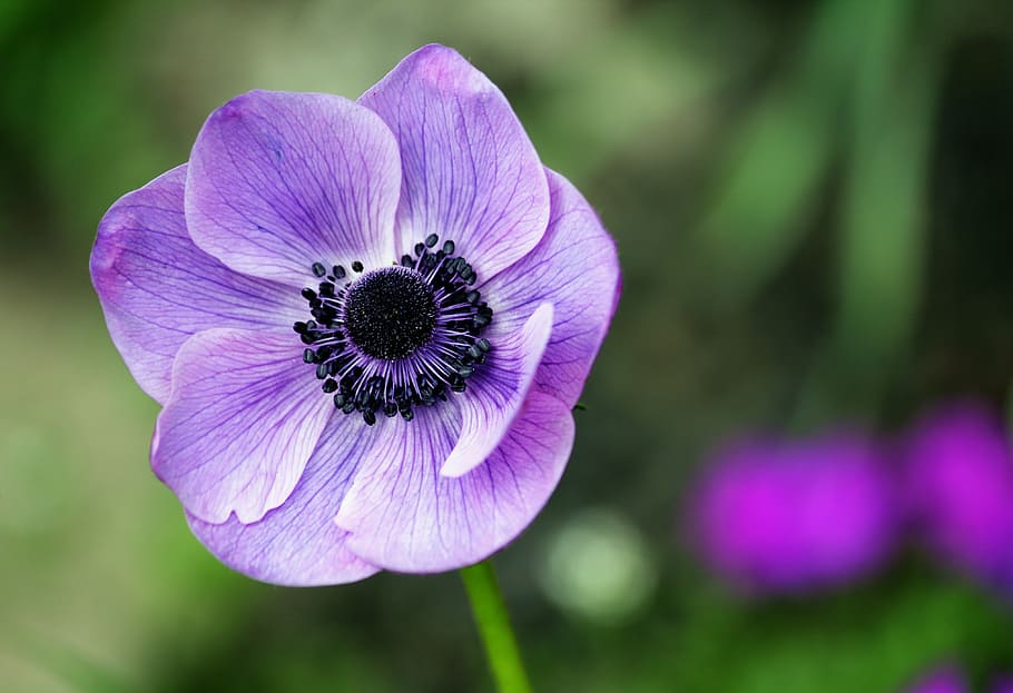 macro shot photo of purple anemone flower, nature, leaf, blossom HD wallpaper