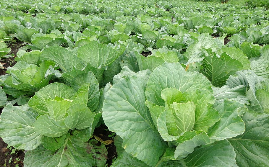 cabbage, green area, vegetables, healthy eating, food and drink, HD wallpaper