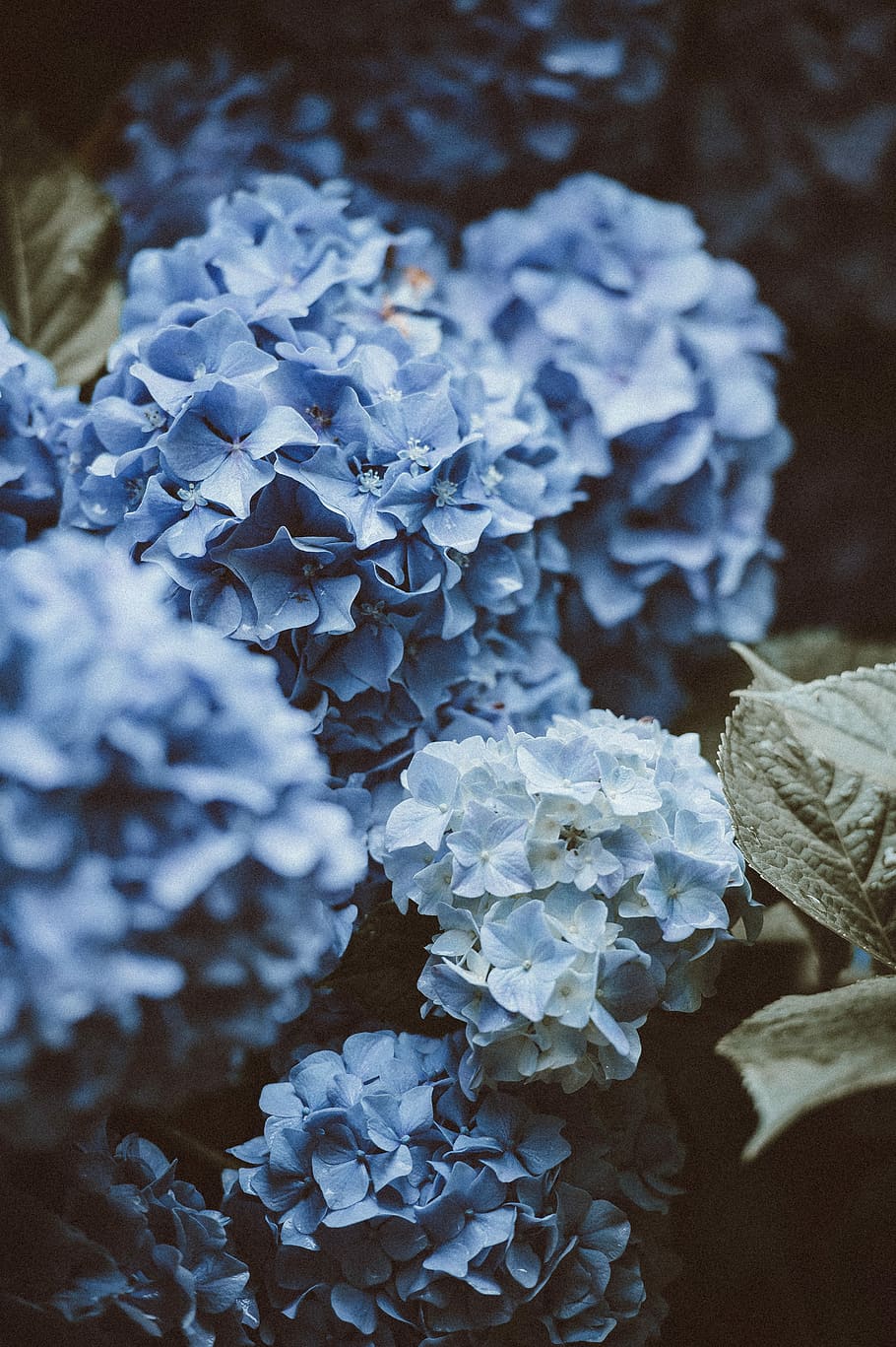 HD wallpaper: selective focus photography of blue hydrangea flowers ...