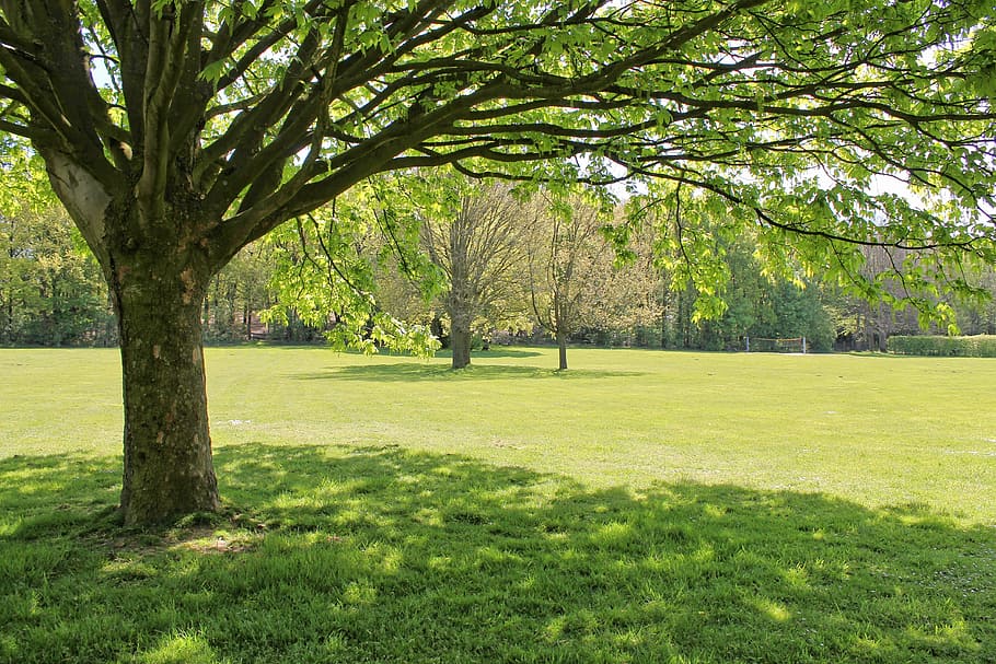 tree, park, theme park, meadow, promenade, nature, spring, light HD wallpaper