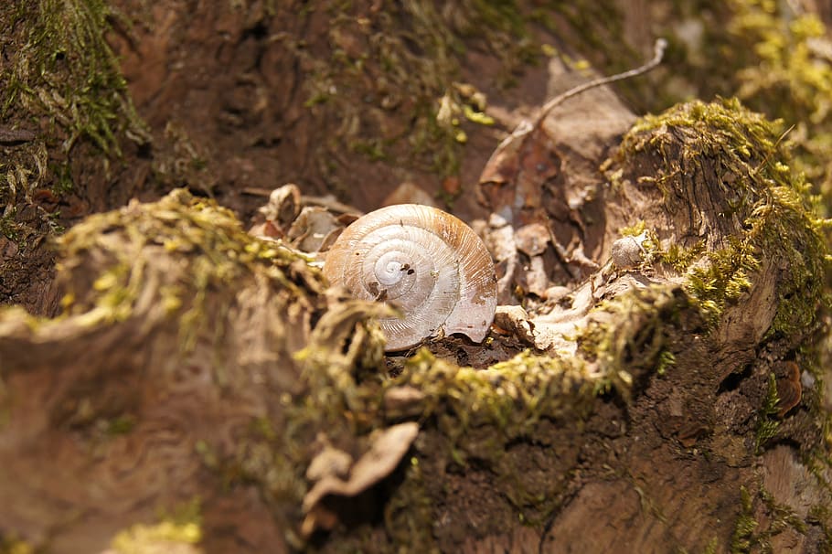 snail, shell, nature, tree, plant, animal, animal wildlife HD wallpaper
