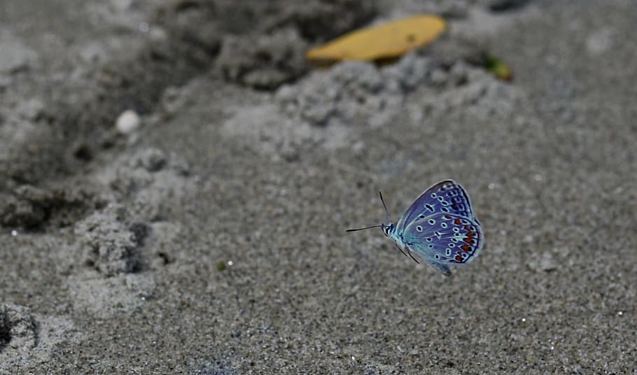 Butterfly, Flight, Sand, blue, high angle view, day, beach HD wallpaper