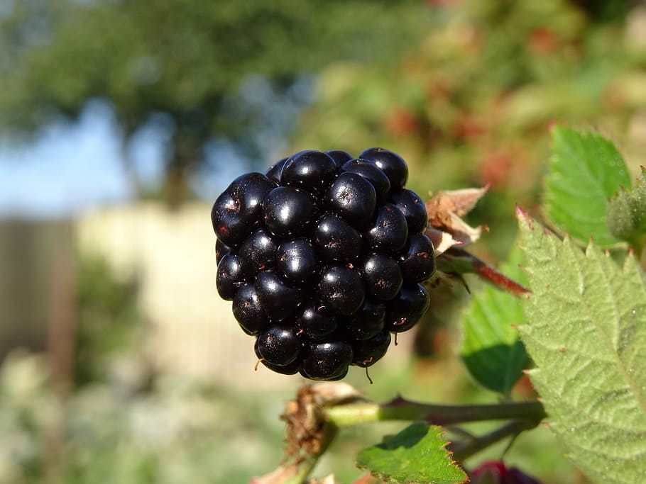 blackberry, orchard, fruit, healthy eating, food and drink HD wallpaper