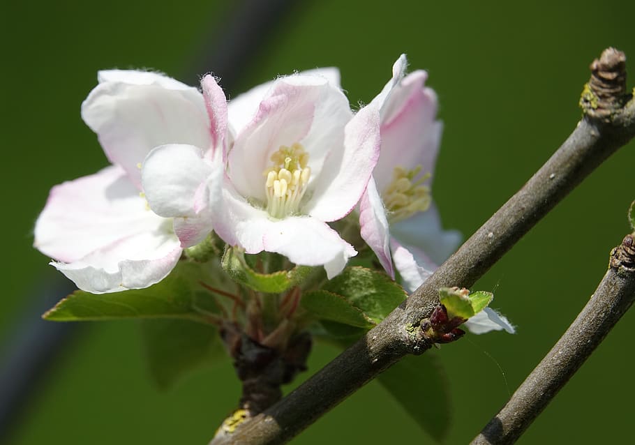flower, nature, plant, tree, leaf, flowering plant, freshness HD wallpaper