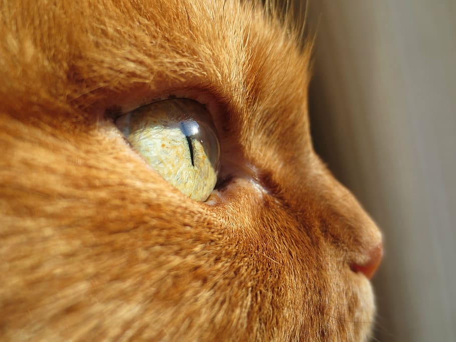 close-up of orange tabby cat, eye, ginger, animal, domestic HD wallpaper