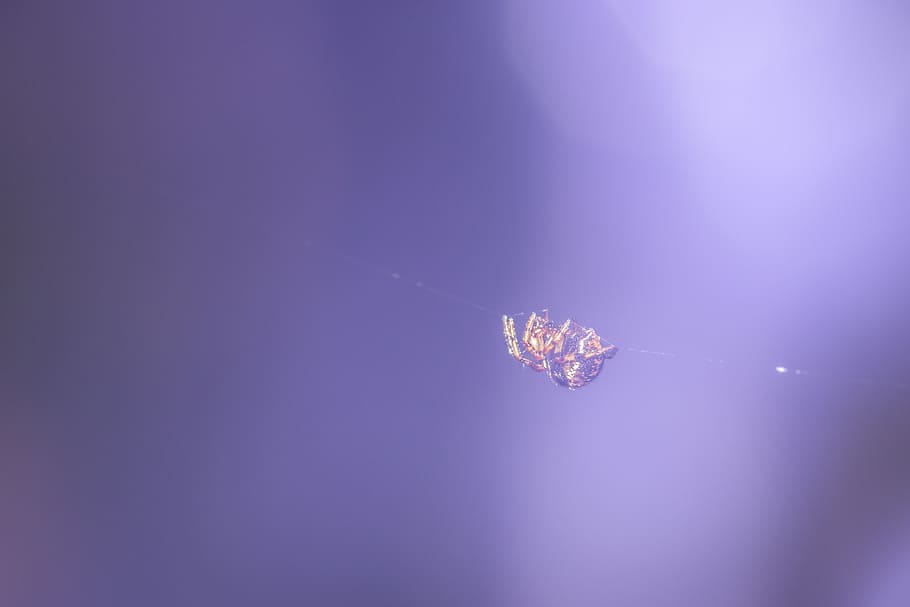 spider, small spider, close, arachnids, insect, copy space HD wallpaper