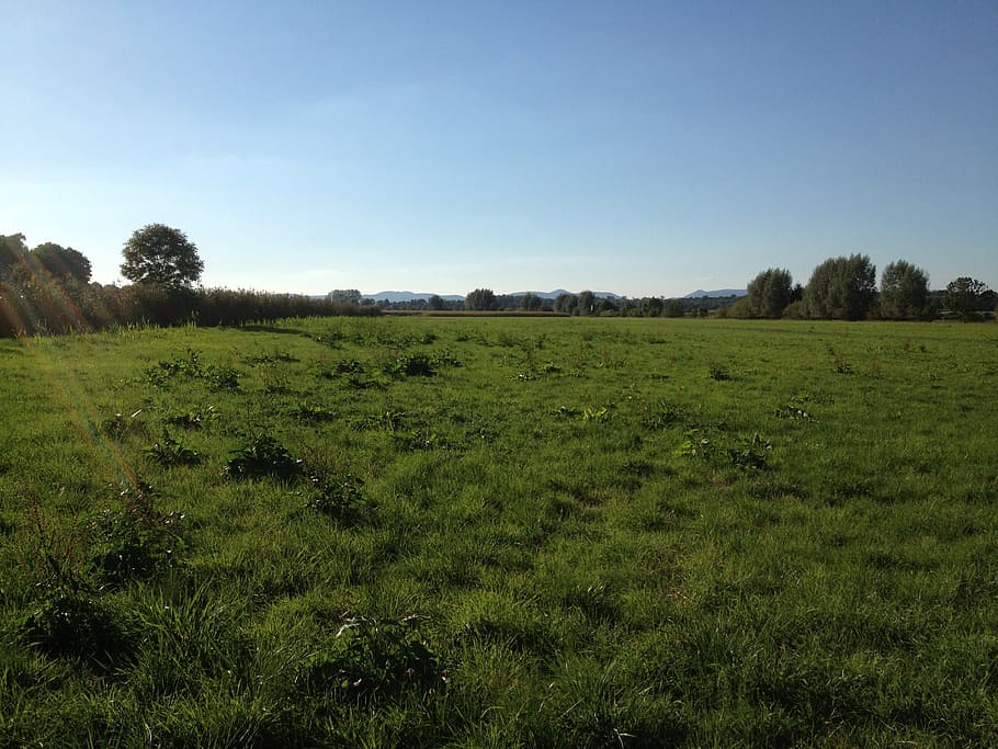 meadow, green, grass, sky, landscape, nature, summer, tree HD wallpaper
