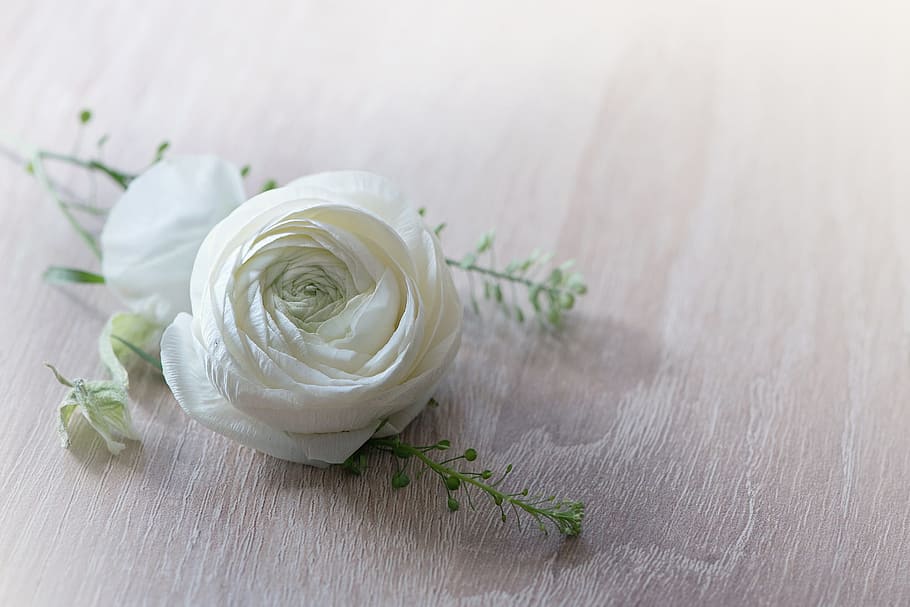 white rose, flower, ranunculus, blossom, bloom, spring, petals HD wallpaper