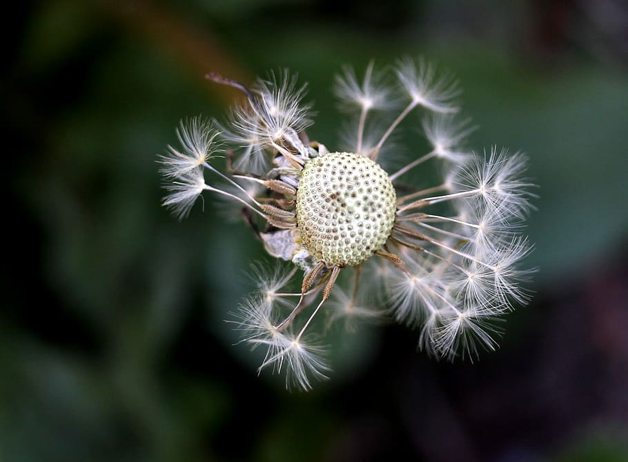 dandelion, down, plant, fluffy, stars, garden, nature, green HD wallpaper