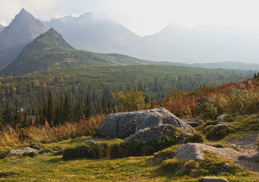 forest mountain during daytime, poland, tatry, the high tatras, HD wallpaper