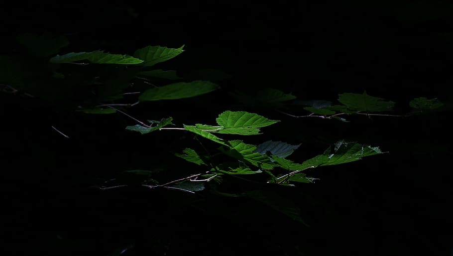 leaves, light, dark, shadowy, green, black, forest, leaf, nature
