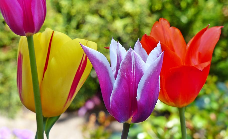 flowers, tulips, spring, flowering plant, beauty in nature HD wallpaper