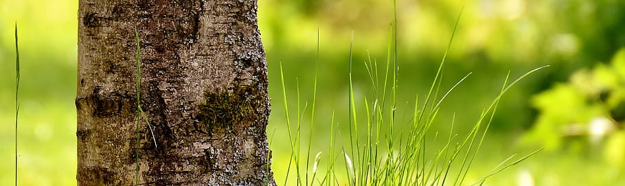 brown tree trunk, garden, green, sun, grass, resort, nature HD wallpaper