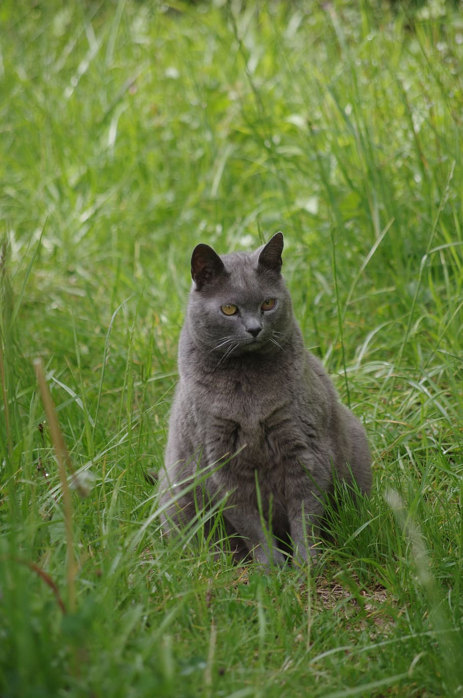 Cat, Carthusian, Pets, one animal, grass, animal wildlife, mammal HD wallpaper