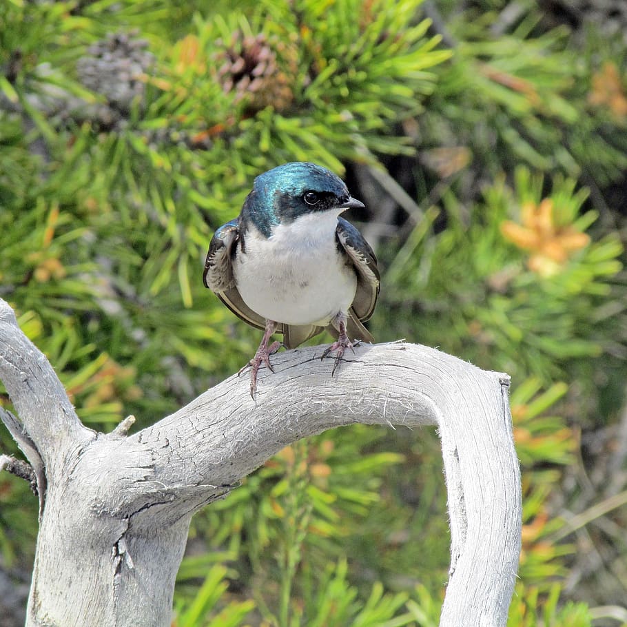 tree swallow, bird, wildlife, nature, branch, sitting, looking, HD wallpaper