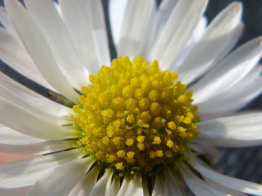 spring, daisy, close, quality, petals, flower, blossom, bloom HD wallpaper