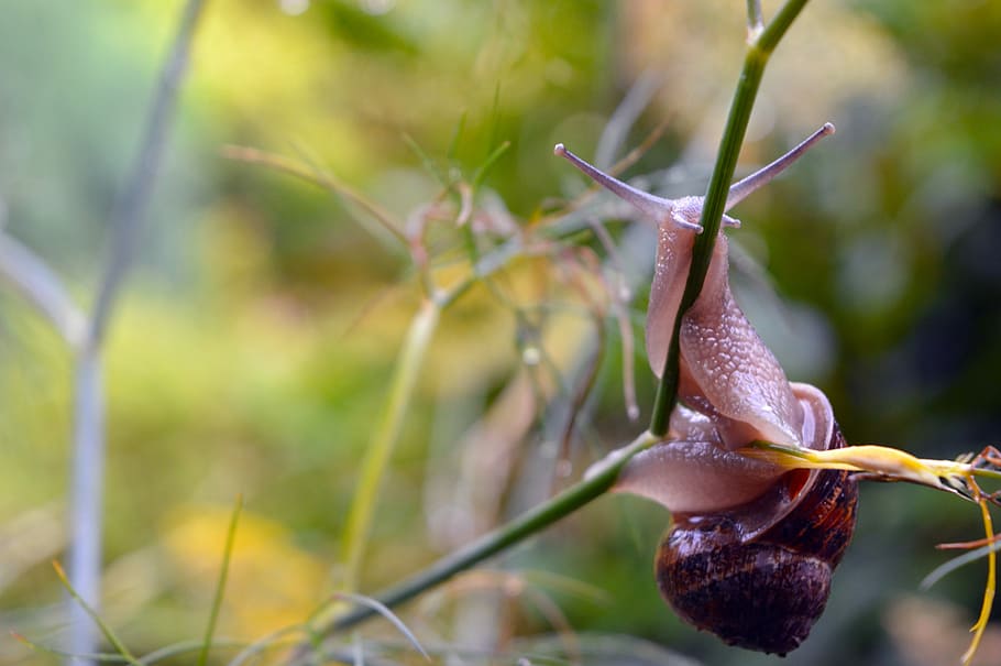 Snail, Slow, Garden, Shell, Nature, animal, spiral, brown, slimy HD wallpaper