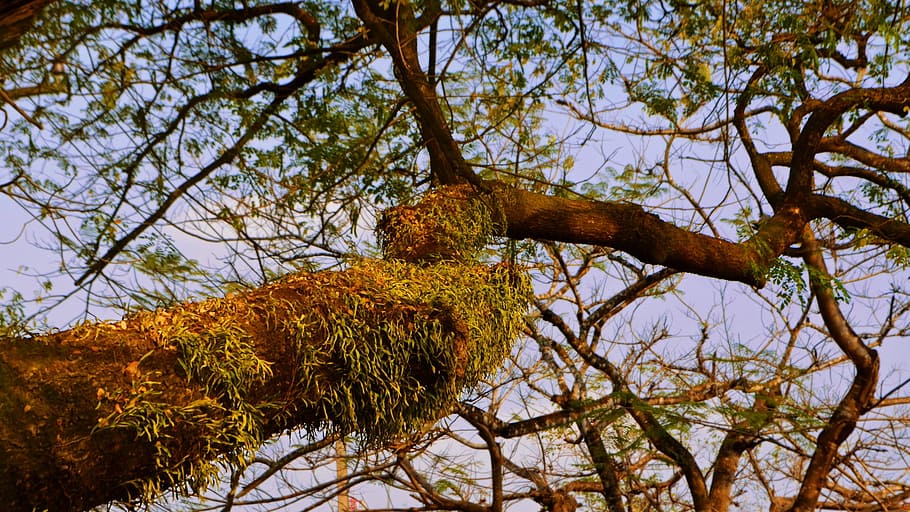 tree, evening, under, green, season, spring, sky, brown, nature HD wallpaper