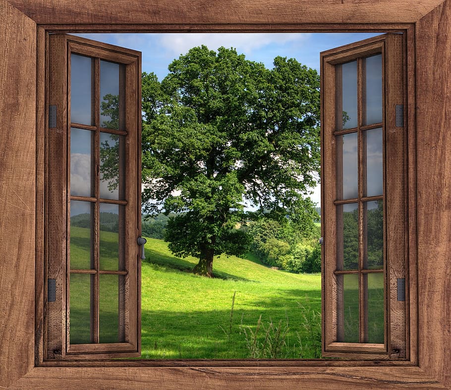 closeup photography of brown wooden open window front of green leaf tree, HD wallpaper