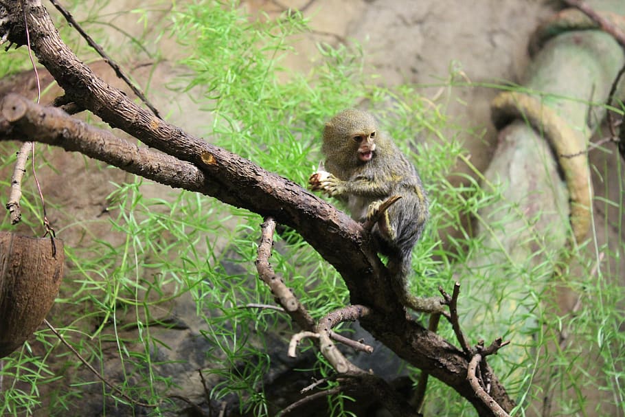 animals, monkey, zoo, animal wildlife, animals in the wild HD wallpaper